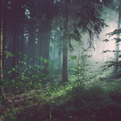 托尼开车运食物